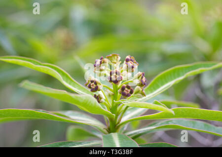 Euphorbia mellifera flowers. Stock Photo