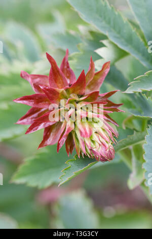 Melianthus major flower in Spring. Stock Photo