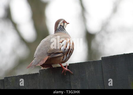 Red Legged Partridge on the fence Stock Photo