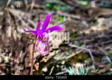 Wild Calypso Orchid, known as Fairyslipper Orchid, blooming in the forests of Marin County, north San Francisco bay area, California Stock Photo