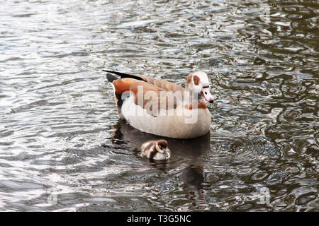 A female Egyptian goose (Alopochen aegyptiaca) swimming with her gosling in the Long Water at Hyde Park in London, England, United Kingdom. Stock Photo