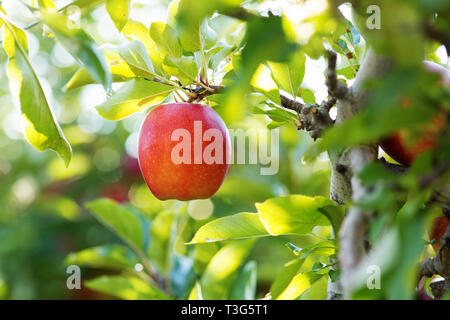 A Jonagold apple growing in an orchard in October in Massachusetts, USA. Stock Photo