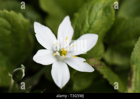 Star of Bethlehem, Ornithogalum umbellatum, also known as grass lily, nap-at-noon, or eleven-o'clock lady. Stock Photo