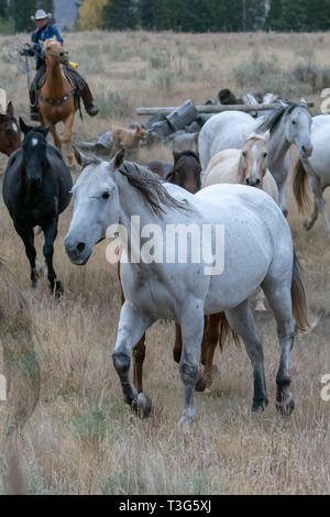 Ranch horses in the American west being herded to summer pastures Stock ...