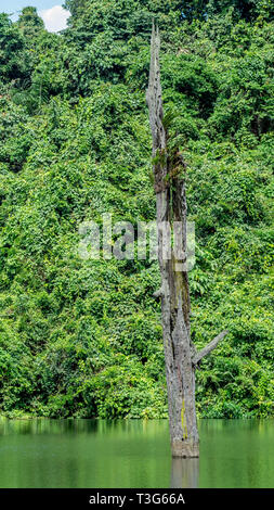 Trunk of dead ulin tree (Eusideroxylon zwageri) in the middle of a lake in East kalimantan, Borneo Stock Photo