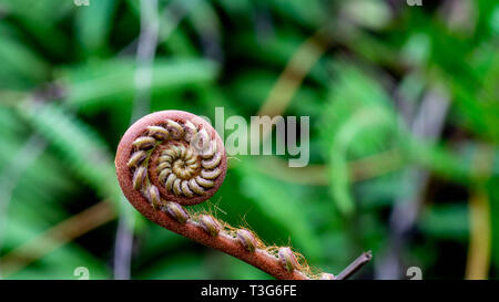 closeup of young curly fern bud with blurred background Stock Photo