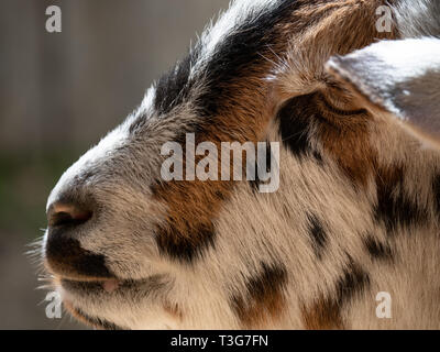 Close up of the head of a domestic goat in profile. Shallow depth of field. Stock Photo