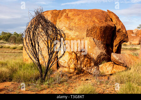 Dry bush near big stone in Devils Marbles (Karlu Karlu) Conservation Reserve. Northern Territory, Australia. Stock Photo