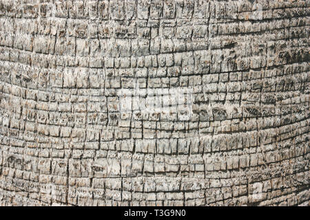Palm tree bark texture. Natural minimalistic background. Stock Photo