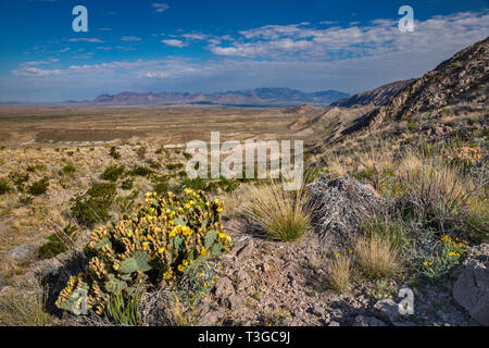 Prickly pear cactus in the Chihuahua desert of southern ...