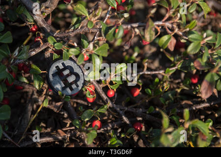 Made from black plastic custom bit coin in nature Stock Photo