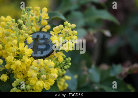 Made from black plastic custom bit coin in nature Stock Photo