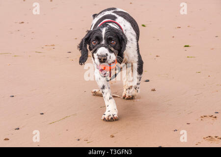Springer spaniel dog playing on the beach at Redcar in the north east of England Stock Photo