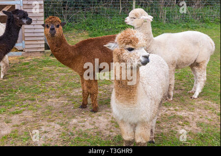 Group of four Alpacas, Vicugna pacos, in field at Longthorns Farm, Wareham, Dorset UK in April Stock Photo