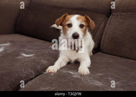 Furry Jack Russell Dog Shedding Hair During Molt Season Playing