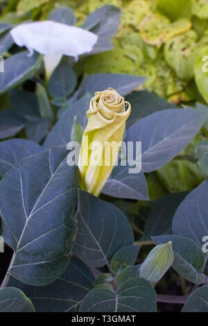Blossoming dope Indian (Datura inoxia). Thorn apple, poisonous ornamental plant, flower. Clouse up. Datura, daturas, devil's trumpets, angel's trumpet Stock Photo