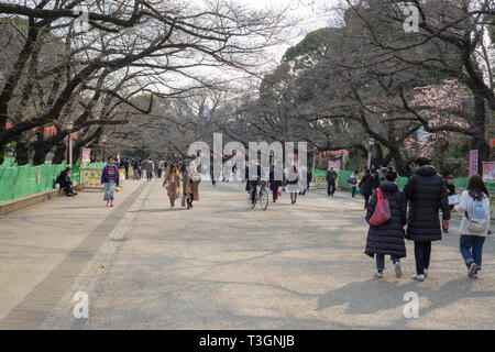Ueno park was always busy with tourists & locals checking every day on the cherry blossoms - with or without them, the park is always beautiful Stock Photo