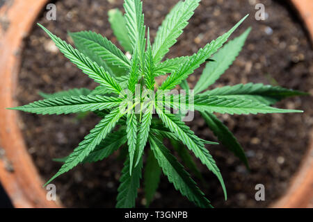 1 gallon planter pot Gro Pro Black Square Pot main image 0