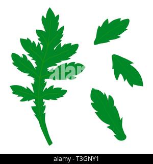 Realistic chamomlie leaf isolated on white background. Stock Vector