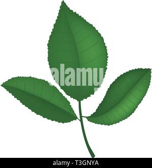 Realistic vector illustration with rose leaves isolated on white background. Stock Vector