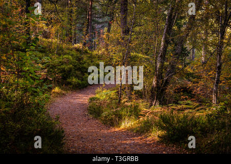 A forest path in autumnal colours through the ancient woodlands of Glen Affric in the SCottish Highlands Stock Photo