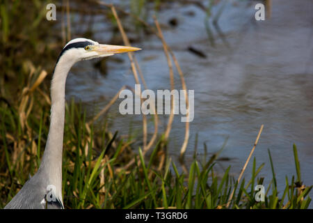 Grey Heron Stock Photo