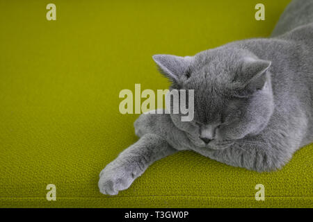Cat sleeping on a green sofa. Stock Photo