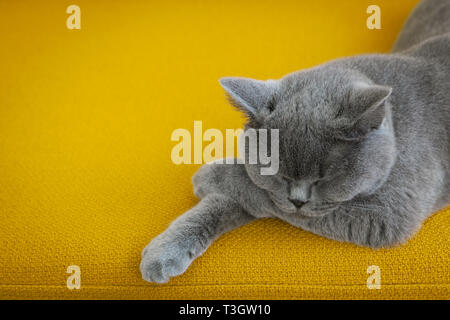 Cat sleeping on a mustard yellow sofa. Stock Photo