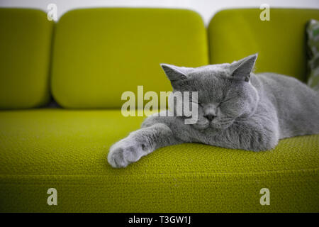 Cat sleeping on a green sofa. Stock Photo