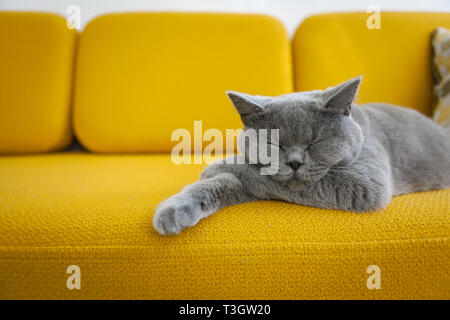 Cat sleeping on a mustard yellow sofa. Stock Photo