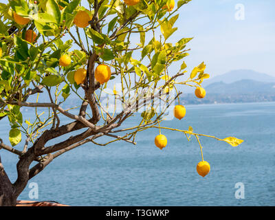 Image of yellow lemon hanging in the air. isolated. close up Stock Photo