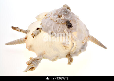 Pallid Carrier shell (Xenophora pallidula) Shell which collects other shells and debris on their top surface. c7cm Stock Photo