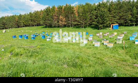 A lot of hives are standing in the middle of a green lawn near the forest. Production of environmentally friendly mountain honey. apiary meadow forest Stock Photo