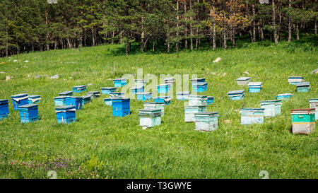 A lot of hives are standing in the middle of a green lawn near the forest. Production of environmentally friendly mountain honey. apiary meadow forest Stock Photo