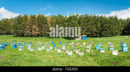 A lot of hives are standing in the middle of a green lawn near the forest. Production of environmentally friendly mountain honey. apiary meadow forest Stock Photo