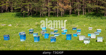 A lot of hives are standing in the middle of a green lawn near the forest. Production of environmentally friendly mountain honey. apiary meadow forest Stock Photo