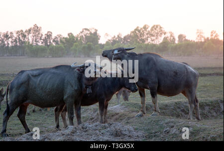 Buffalo herd in a countryside village, Thailand. Stock Photo