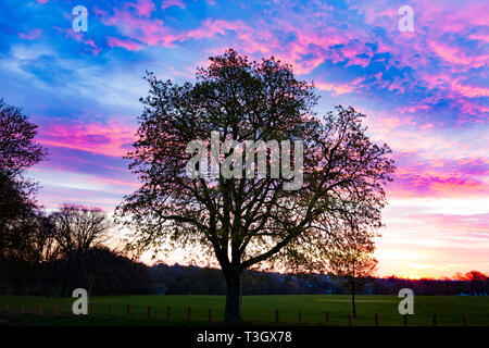 Colourful sky pre dawn behind a large Horse Chestnut. Aesculus hippocastanum (Hippocastanaceae) tree in looking over Abington Park, Northampton, uk. Stock Photo