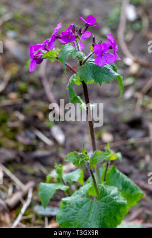 Red Campion. silene dioica (Caryophyllaceae) wild plant in Abington Park, Northampton. uk Stock Photo