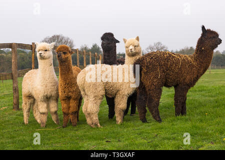 Group of young Alpacas, Vicugna pacos, in field at Longthorns Farm, Wareham, Dorset UK in April - alpaca Stock Photo