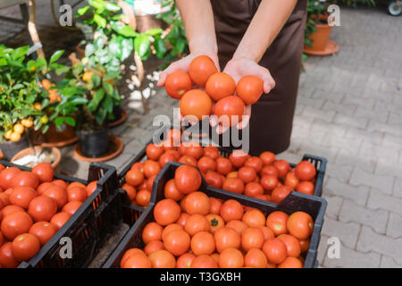 Commercial gardener showing tomatoes she grew  Stock Photo