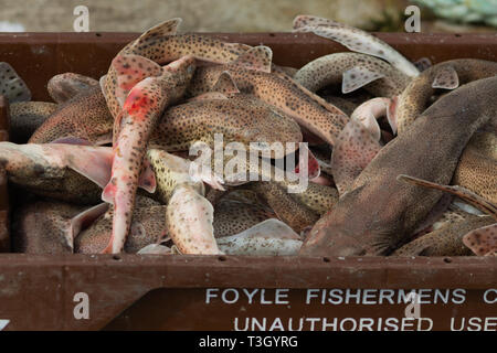 Scyliorhinus canicular lesser spotted dogfish landed as bi catch. They will end up as crab bait. Stock Photo
