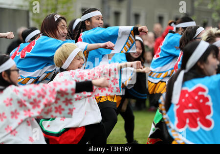 Soran Bushi performers from DCU at the Japanese Hanami festival in the grounds of Farmleigh House in Dublin's Phoenix Park. Stock Photo