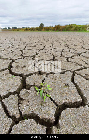 New shoot of plant in dry cracked clay mud in dried up lake bed / riverbed caused by prolonged drought in summer in hot weather temperatures