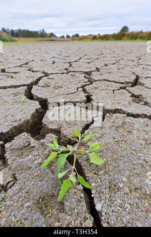 New shoot of plant in dry cracked clay mud in dried up lake bed / riverbed caused by prolonged drought in summer in hot weather temperatures