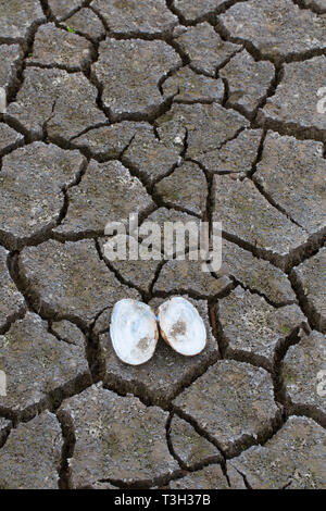 Open swan mussel (Anodonta cygnea) shells in dry cracked clay mud in dried up lake bed / riverbed caused by prolonged drought in summer in hot weather Stock Photo