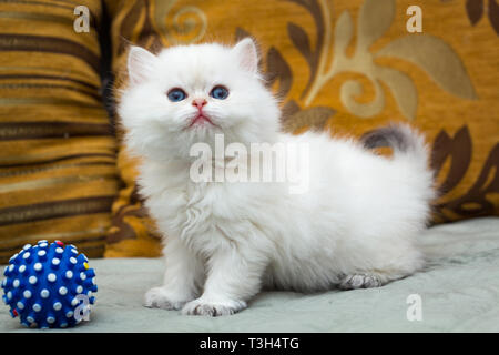 A cute white British long-haired kitten is standing on the couch next to a blue ball Stock Photo
