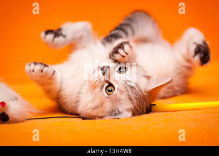 Funny black and white British kitten lying upside down on an orange background Stock Photo