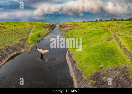 Whale tail in the Canal del Aguapey near the town of San Cosme y Damian in Paraguay just before a thunderstorm. Stock Photo