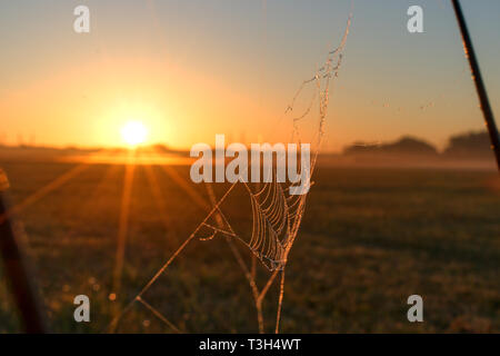 spider web in sunrise sunlight Stock Photo